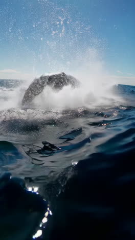 whale tail splash