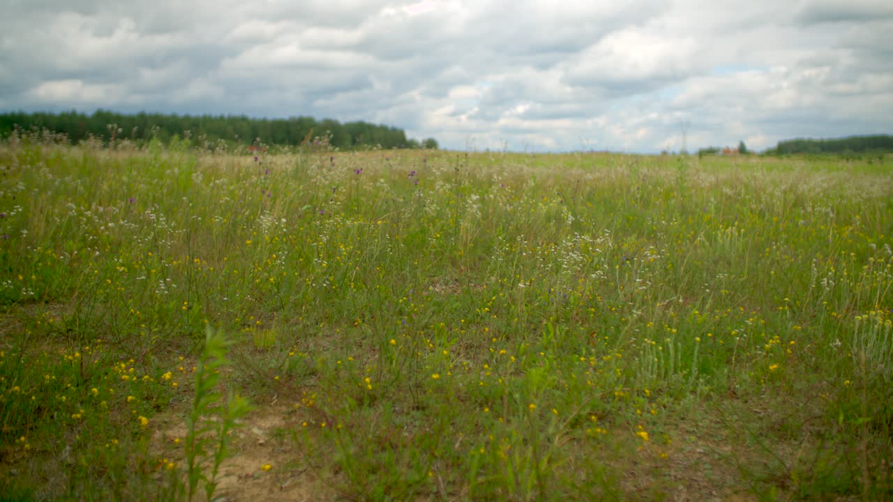 hermoso prado de primavera a cámara lenta