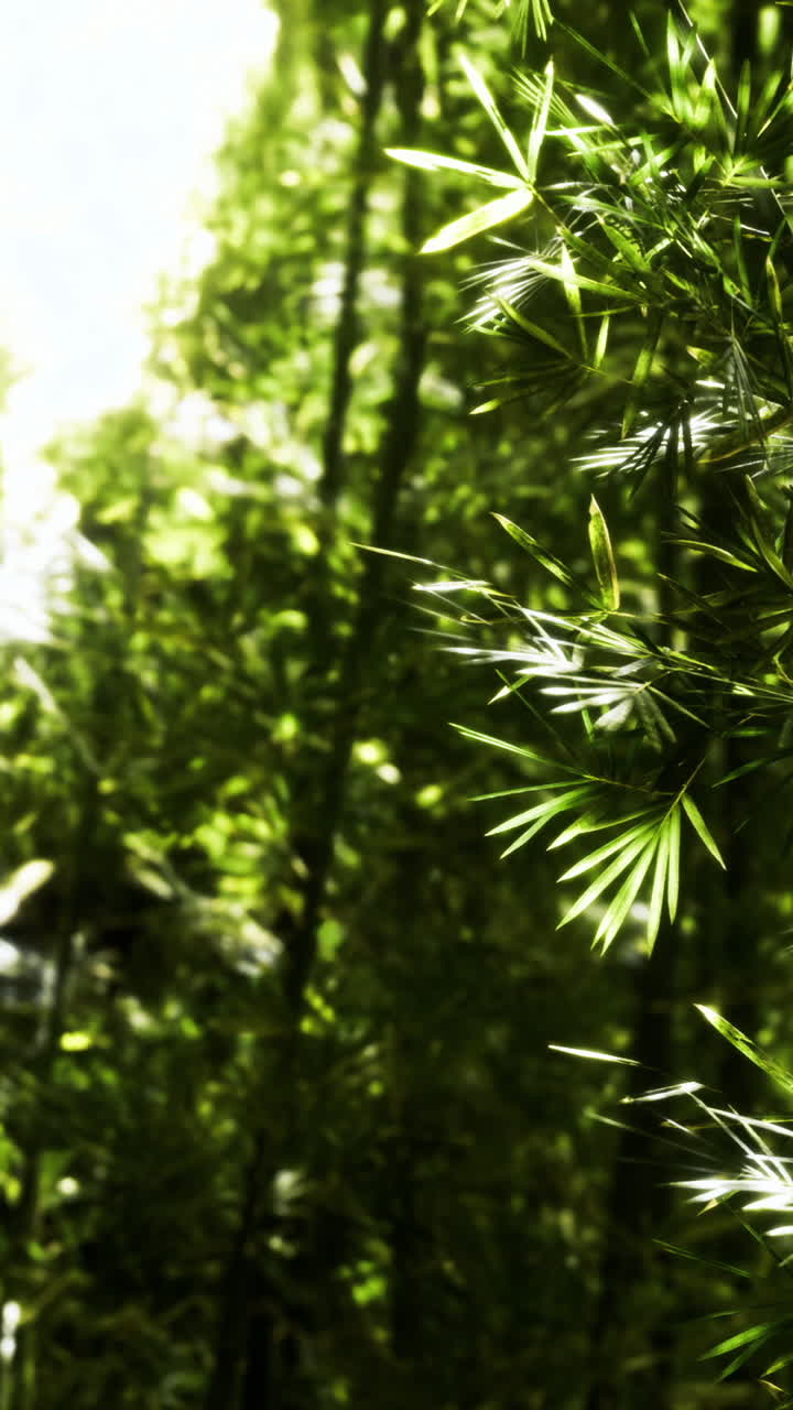 La luce solare filtra attraverso foglie di bambù verdi in una zona tranquilla del bosco.