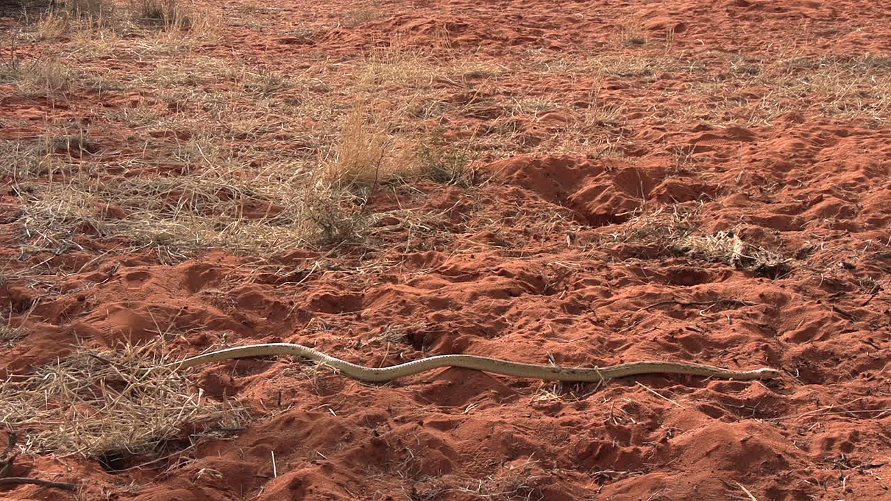 una cobra de cabo muy venenosa y mortal en las arenas rojas del kalahari