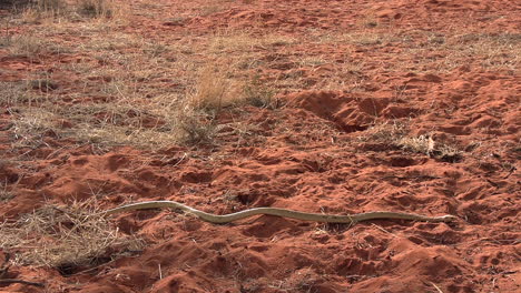 a very deadly venomous cape cobra in the red sands of the kalahari