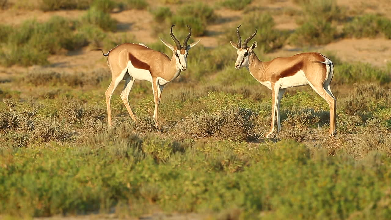 dos springbok spar entre sí en el gran kalahari