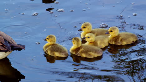 in slow motion, fluffy goslings frolic in water under adult supervision.