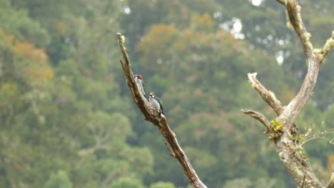 in the middle of the costa rica forest 2 acorn woodpeckers perch on a tree branch before taking flight