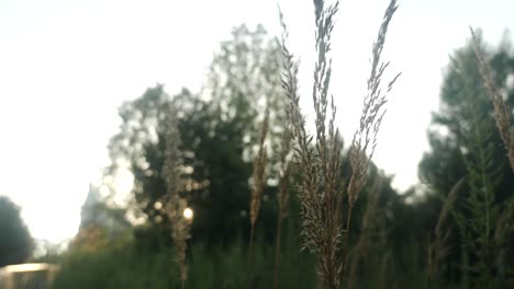 grass with seeds at sunset in a city park