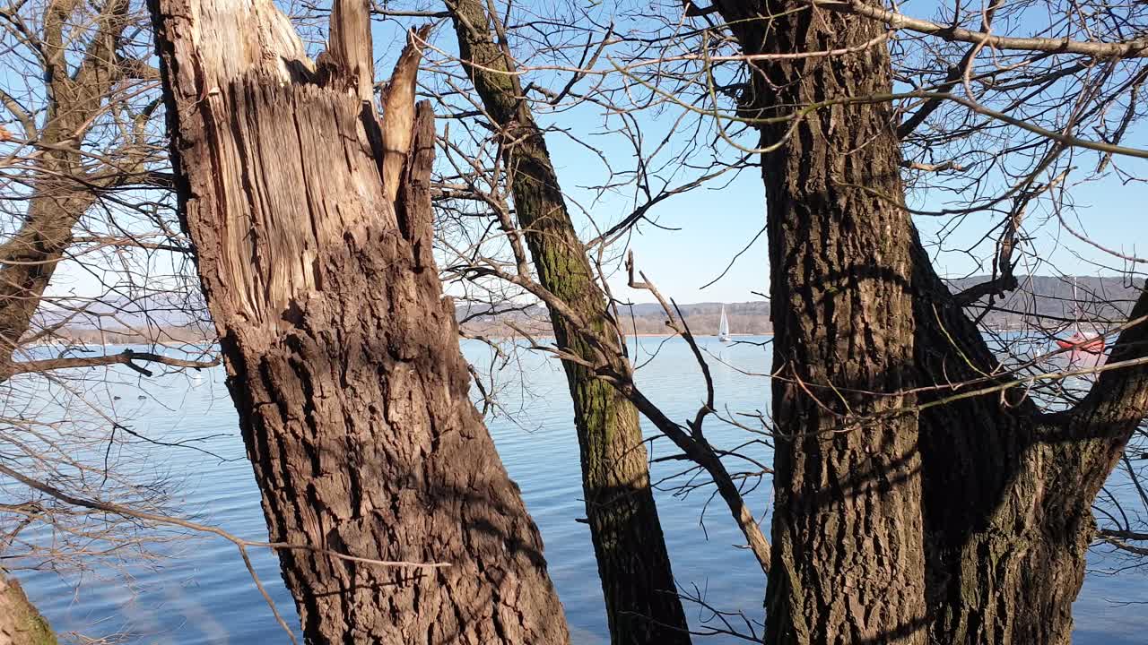 Panning view of lake maggiore through trees and branches