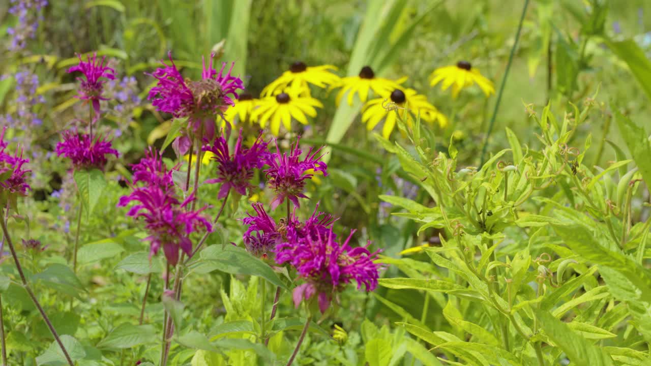 A vibrant garden with purple bee balm and yellow black-eyed Susans