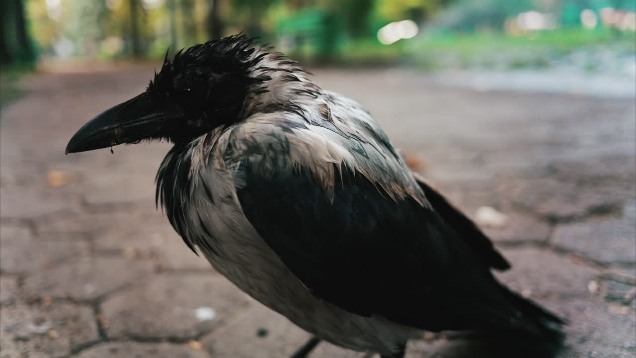 Black little baby crow seating on a road in a green park in summer