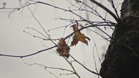 Cuando-Las-Hojas-De-Los-árboles-Caen-En-Otoño