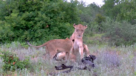 a steady panning shot of lion cubs playing in hot evening brush
