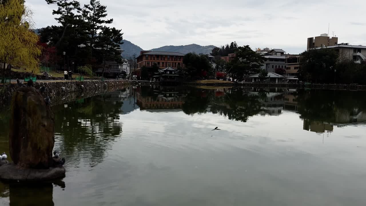 Pond With Birds and View Over Asian Buddhist Temple, Nara, Japan