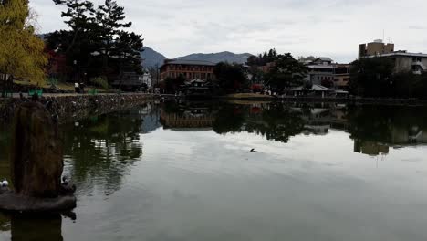 Pond-With-Birds-and-View-Over-Asian-Buddhist-Temple,-Nara,-Japan