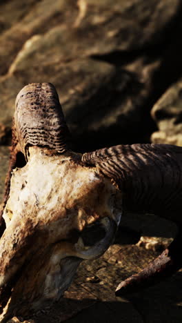 close up of a rams skull in the desert