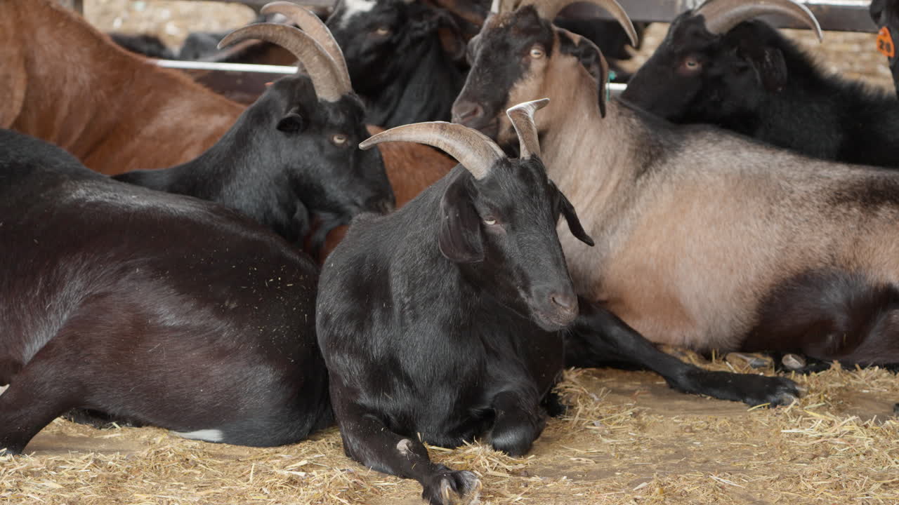 농장 의 창고 에 있는 바닥 에 누워 있는 검은  ⁇ 갈 염소 들 의 집단