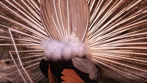 view of male peacock with feathers spread out on display turning