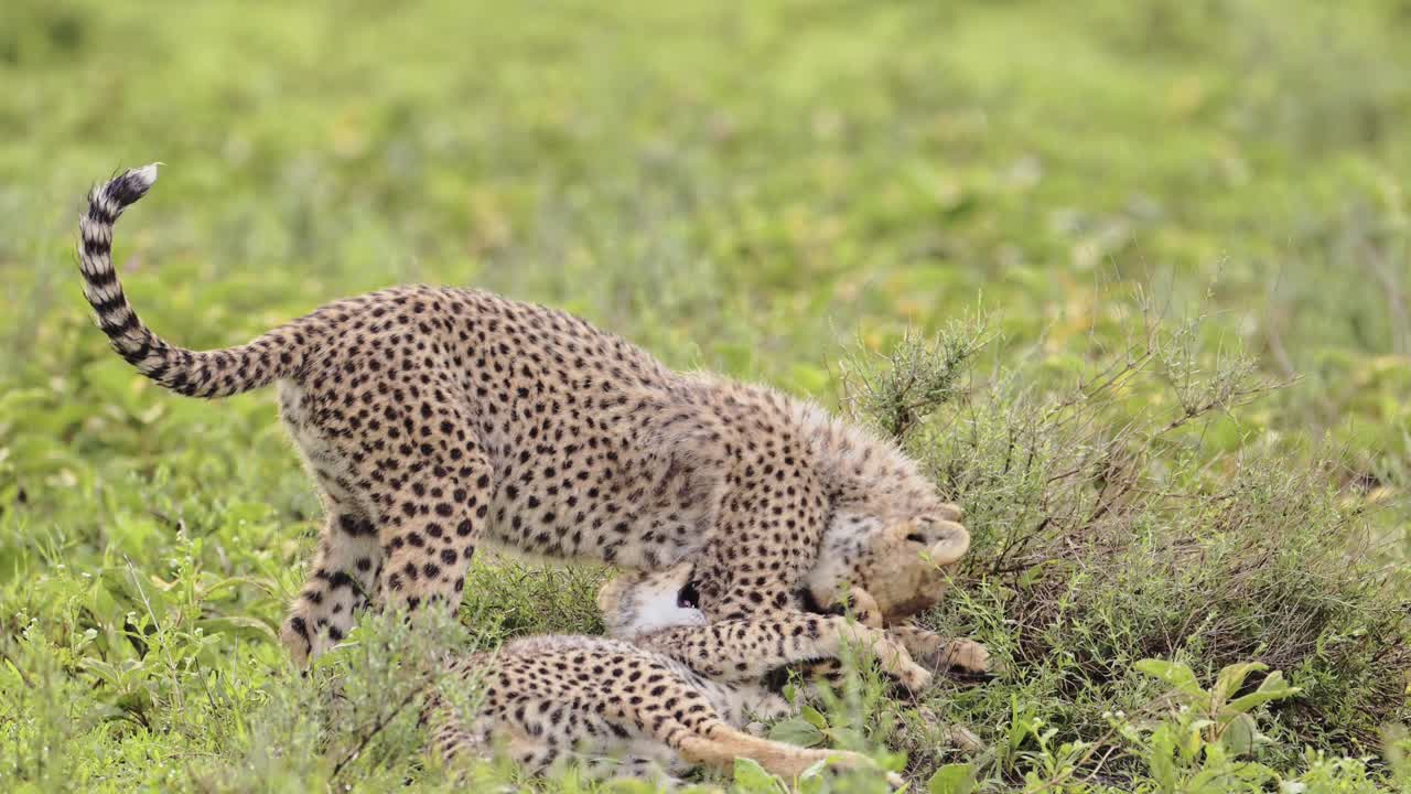 chicos de guepardo en cámara lenta jugando en el serengeti tanzania en áfrica, lindos bebés de guepardos en el parque nacional del serengeti en la vida silvestre africana en safari