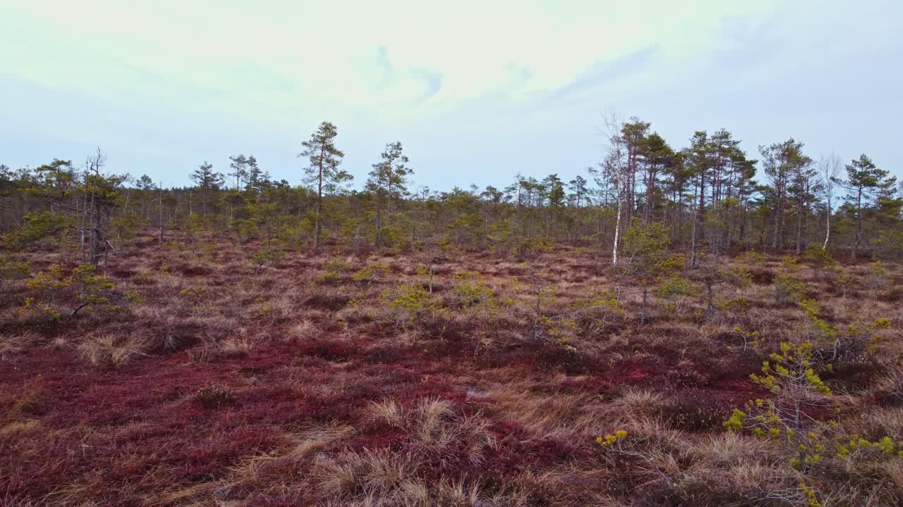 Lets moeras boslandschap in de winter, bewolkte dag, zijwaarts