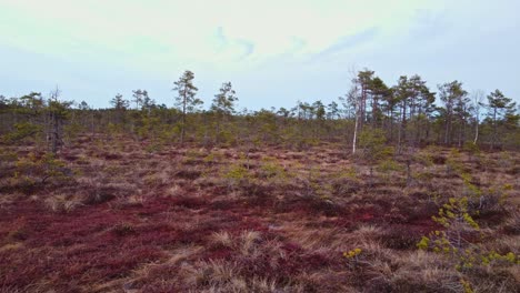 Latvian-Swamp-winter-forest-landscape,-overcast-cloudy-day,-sideways