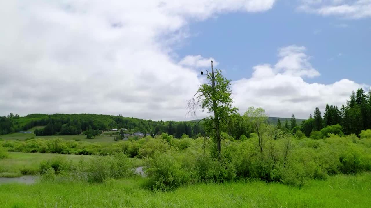 들판의 푸른 나무에 자리 잡은 독수리의 먼 전망