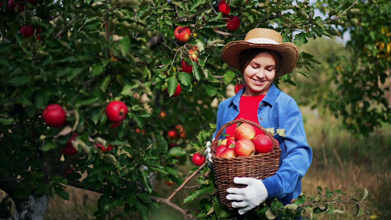 Harvesting apple crop on beautiful sunny day. Young smiling lady in hat and gloves has gathered a full basket of ripe fruit in orchard.