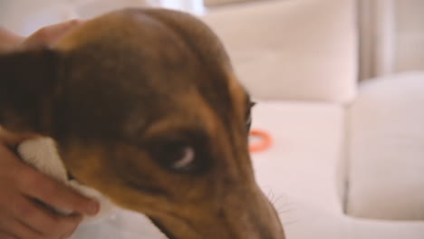 close up view of a dog's face while holding a ball in his mouth and the child caresses him