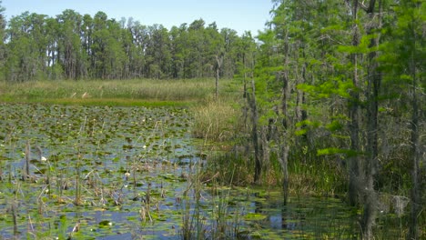 lush green swamp in tropical forest environment