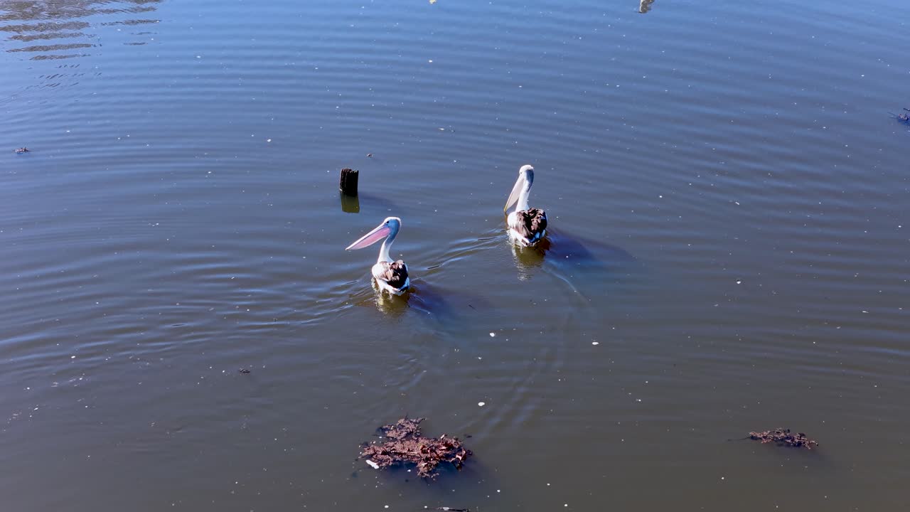 Two Australian pelicans glide across a tranquil lake, captured from above in bright natural daylight with gentle ripples and minimal camera movement