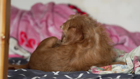 senior mixed breed dog scratching and licking his paw