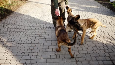 pastor alemán de raza mixta 3 perros saludando a su dueño en el patio