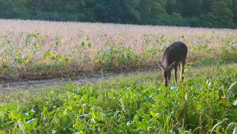 Venado-Cola-Blanca-Comiendo-De-Una-Parcela-De-Alimentos-Cerca-De-Un-Campo-De-Soja-A-Principios-De-Otoño-En-Las-Zonas-Rurales-De-Illinois