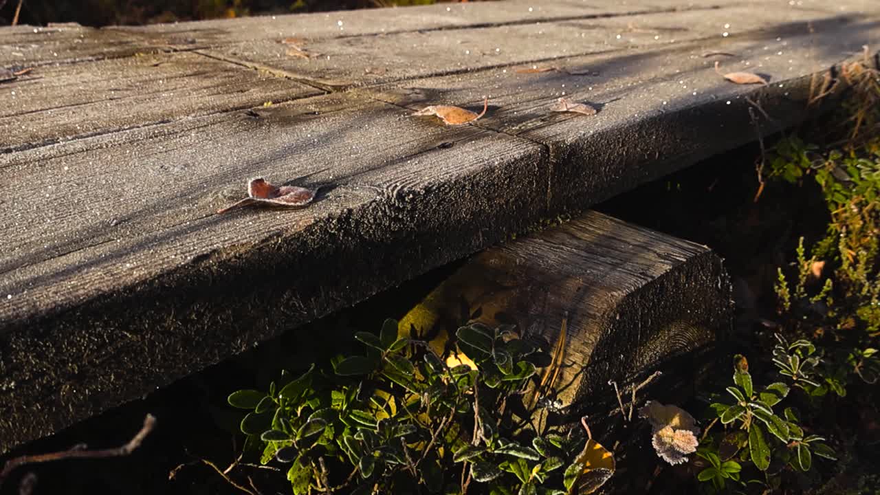Close up view of a gorgeous thick and brown colored wooden bog or marshland boardwalk in sunny autumn morning dawn nature at sunrise while green and brown bog plants are around. Frost and ice visible