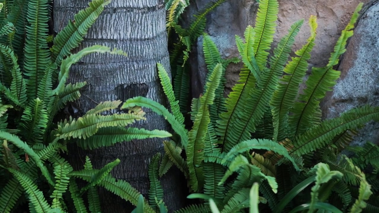 Felci tropicali di un verde lussureggiante che crescono alla base di grandi palme