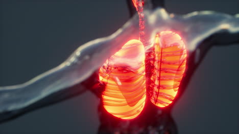 infección por coronavirus covid-19 en los pulmones