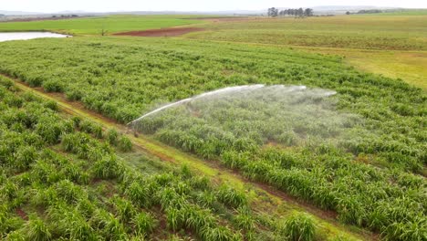 Luftsymphonie:-Drohnen-Orbit-Der-Sprinklerbewässerung-über-üppiger-Grüner-Plantage