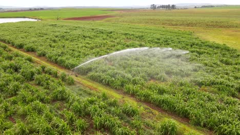 sinfonía aérea: órbita de drones de riego con rociadores sobre una plantación verde y exuberante