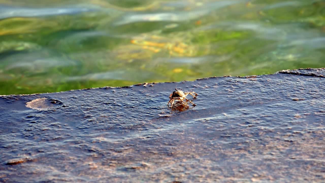 콘크리트 해안을 걷고 있는 바다게와 파도가 튀는