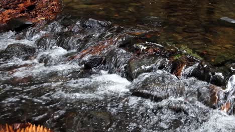 a small cascade waterfall with calming, relaxing whitewater flowing over small rocks in shallow stream creek, golden brown leaves, in wilderness of new zealand, aotearoa