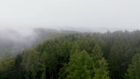 aerial glimpse of fog-shrouded tall trees, drone moving above the mountain forest