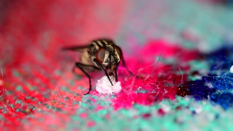 una mosca doméstica se alimenta de restos de azúcar en un mantel, limpia sus patas delanteras y gira ligeramente hacia la derecha