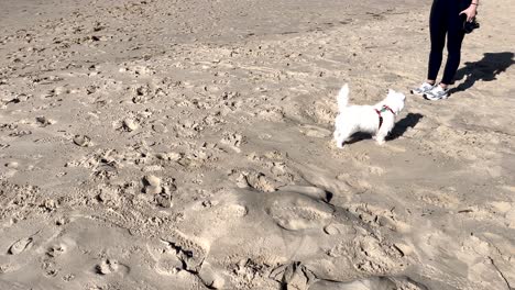 Accompanied-by-their-furry-companion,-a-person-enjoys-a-leisurely-stroll,-transitioning-from-solid-ground-to-the-sandy-shores,-showcasing-the-joy-of-bonding-and-outdoor-activities-with-pets