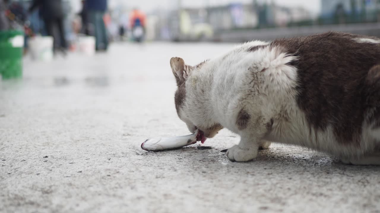 Cat Eating Fish on the Street