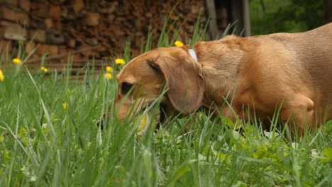 Happy-dachshund-with-a-yellow-ball-in-his-mouth-walking-in-slow-motion,-hiding-in-the-tall-grass-and-dandelion,-next-to-a-forest-and-a-wood-pile