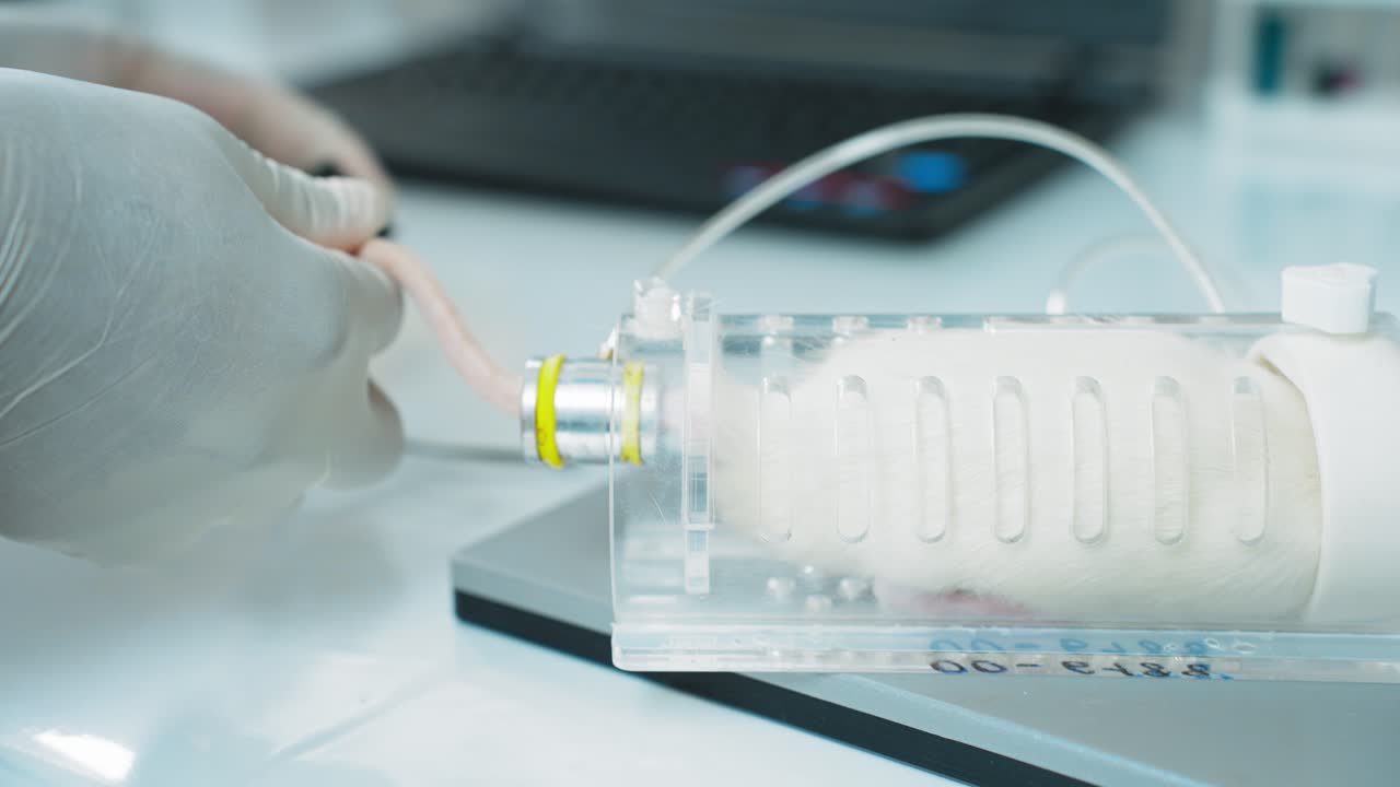 Rat Experiment in a Lab