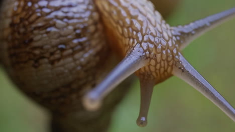 close-up of a snail