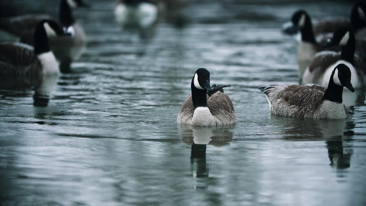 gansos canadienses salvajes bañándose y chapoteando en agua fría del lago