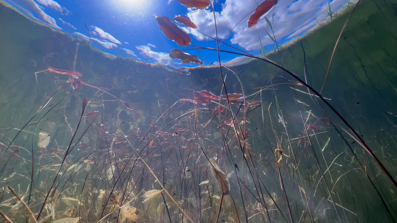 Underwater footage of small pond with tadpoles. Estonia.