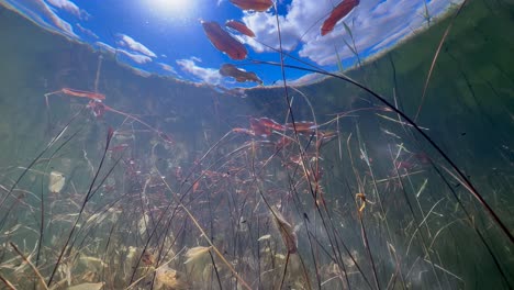 underwater footage of small pond with tadpoles. estonia.