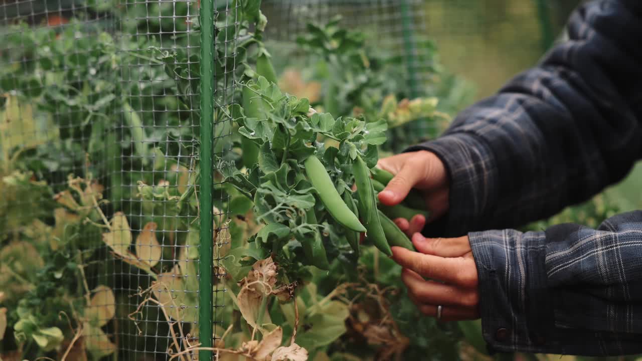 Close-Up Of Woman's Hands Picking Pods Of Green Peas From Plant In Vegetable