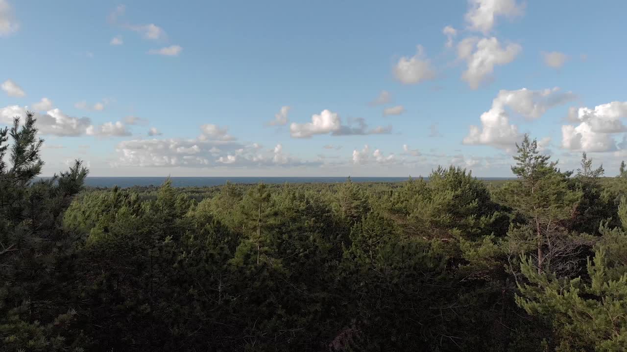 천연 소나무 숲의 나무 꼭대기 사이 비행