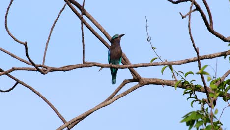 el rodillo indio es común en tailandia, se ve fácilmente cuando se viaja a la provincia y a los parques nacionales